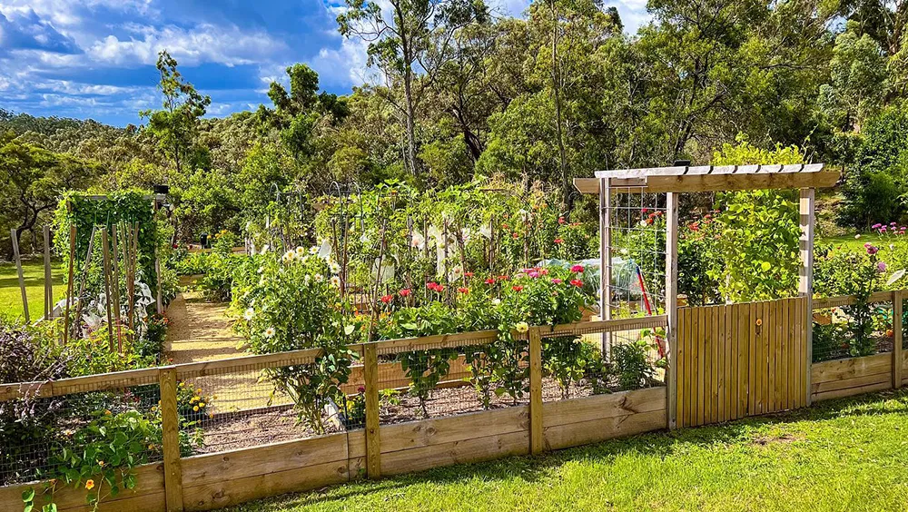 Top 5 Things To Plant In Your Backyard
