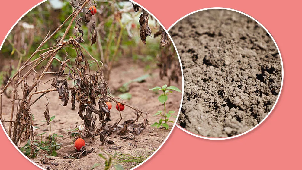 3 Signs Your Garden Soil Is Not Healthy