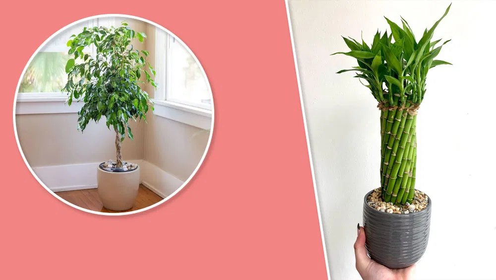 Best Houseplants for Low-Light Rooms