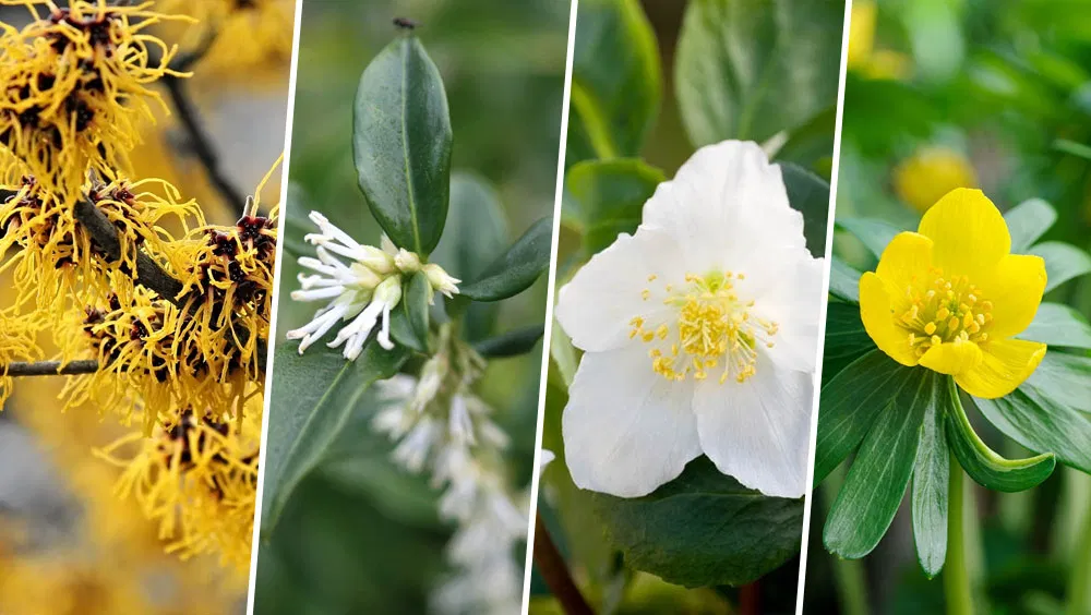 Add This Winter Border for Bees to Your Garden