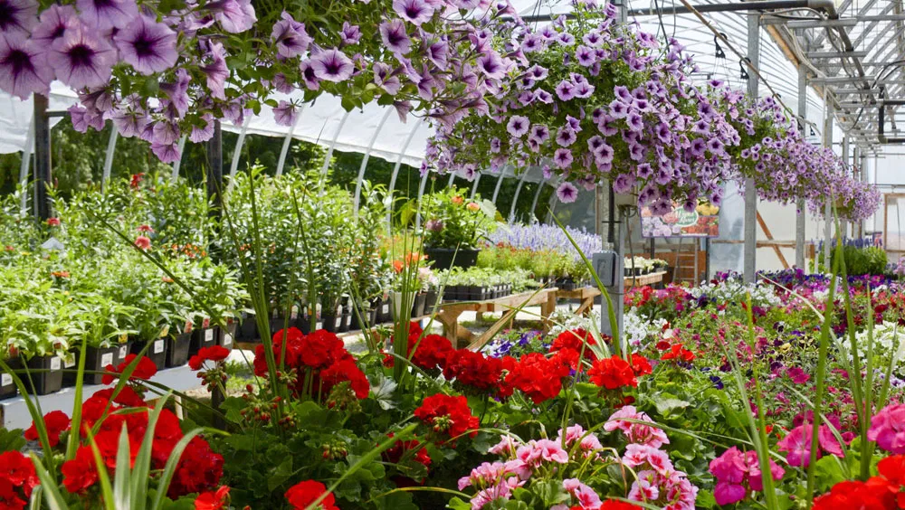 Connect With the Color Wheel for Garden Harmony