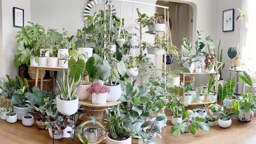 How To Water Houseplants