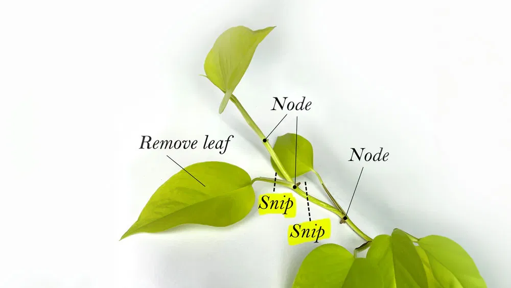 How To Propagate Houseplants