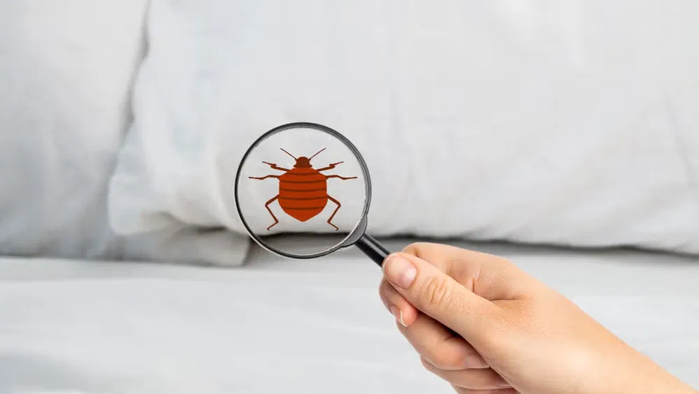 How To Check For Bed Bugs