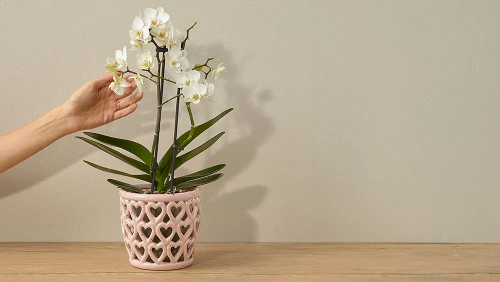 The Best Flowering Houseplants