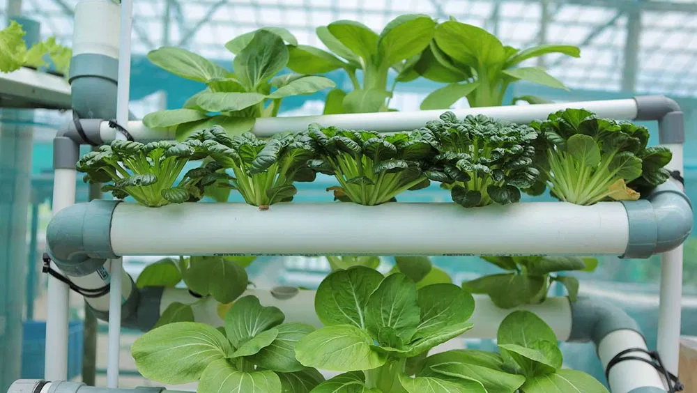 How To Start A Hydroponic Garden