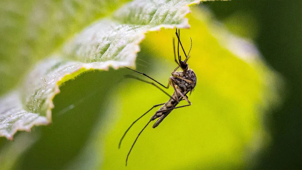 The Best Mosquito Repellent Plants For Your Garden