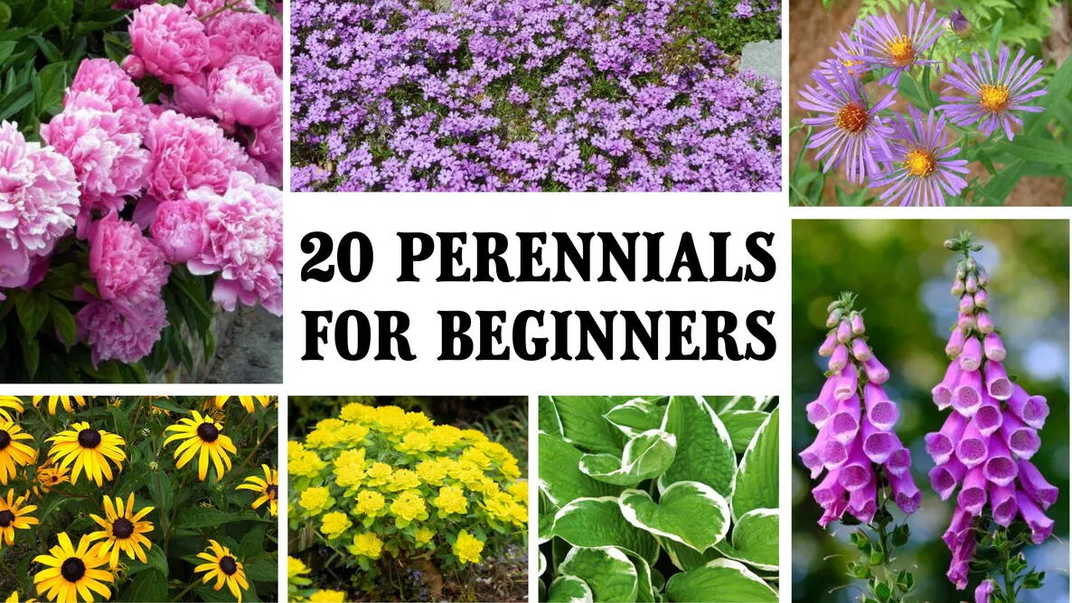 Perennials: Complete Guide to Planting, Care, and Choosing the Best Varieties