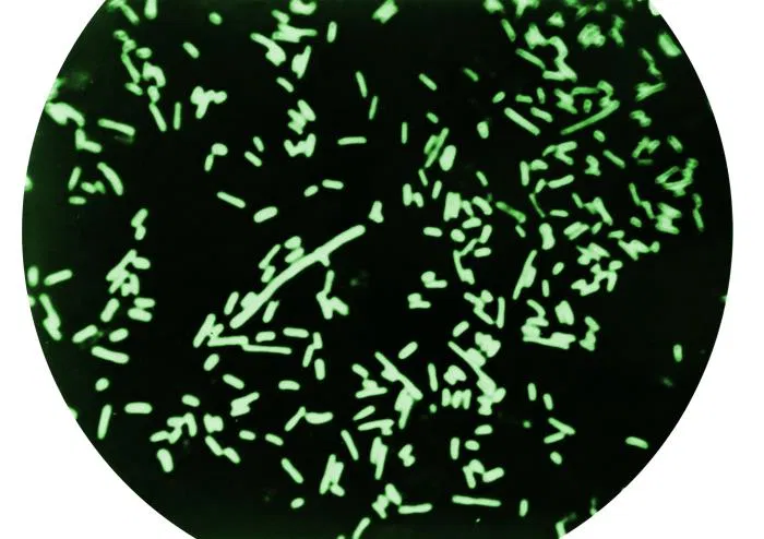 Sexually Transmitted Diarrhea: Causes, Symptoms, Prevention