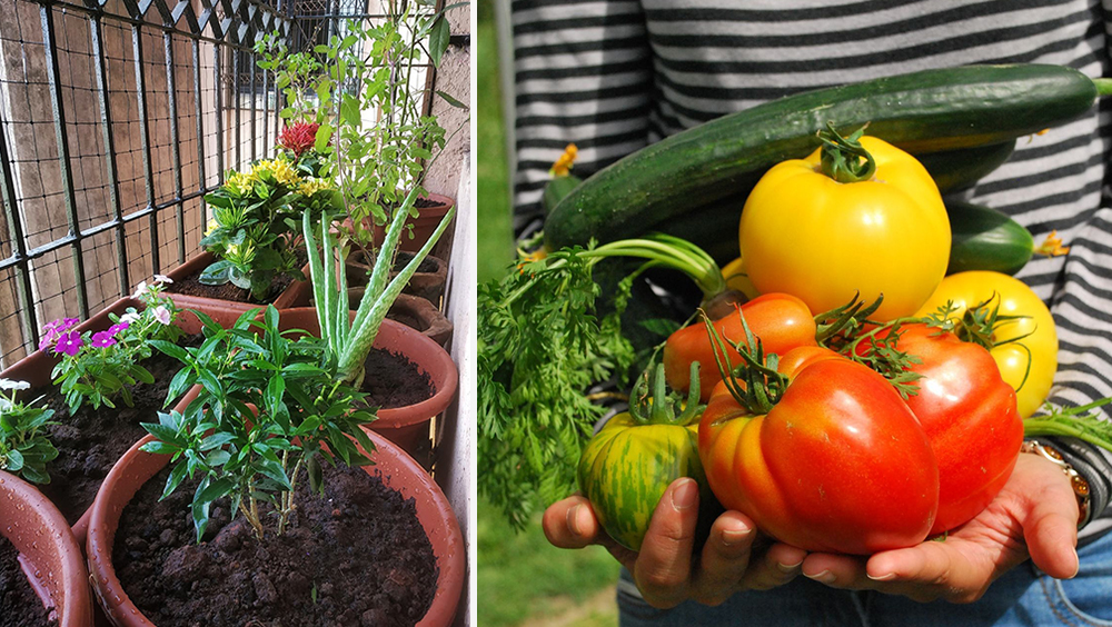 A Quick Guide to Starting an Apartment Garden