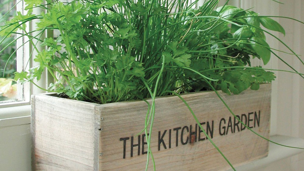 Ideas and Inspiration for Your Window Box Garden