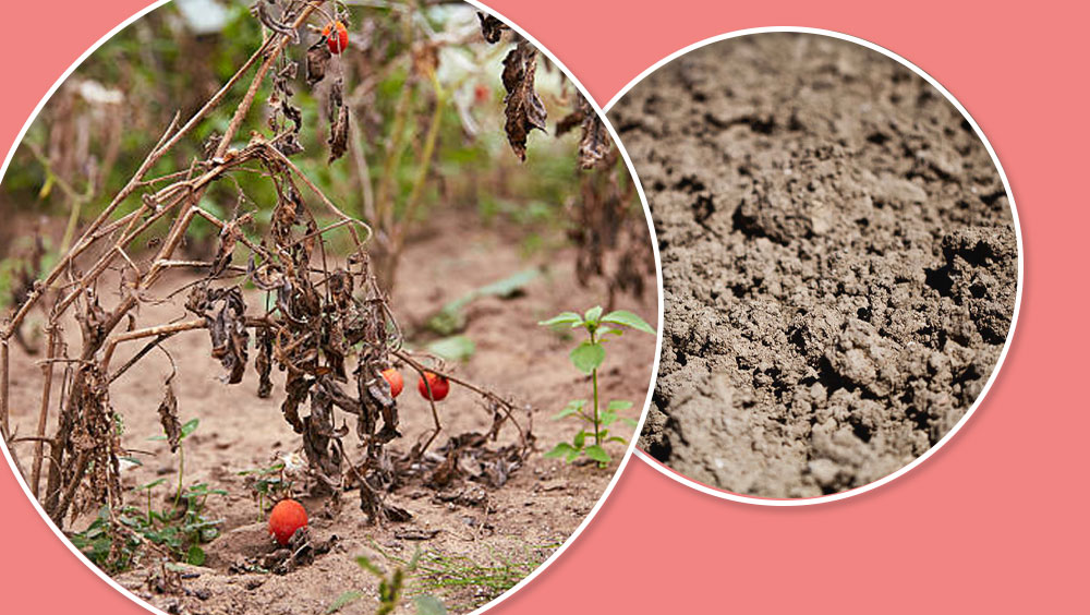 3 Signs Your Garden Soil Is Not Healthy