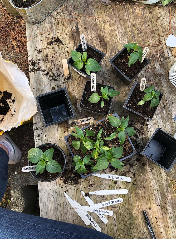 A Quick Guide to Starting an Apartment Garden 4