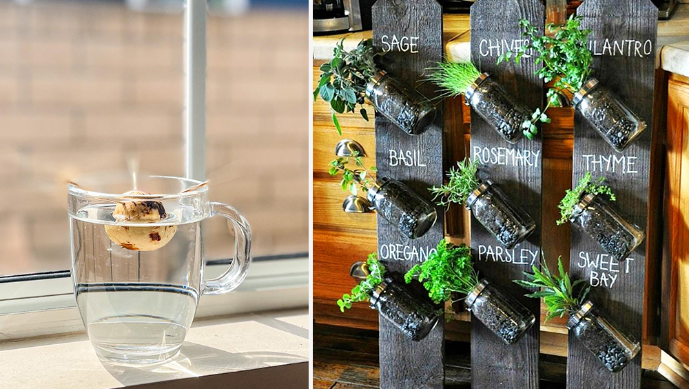 A Quick Guide to Starting an Apartment Garden 6