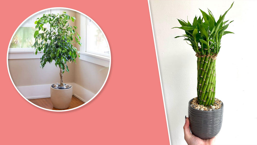 Best Houseplants for Low-Light Rooms