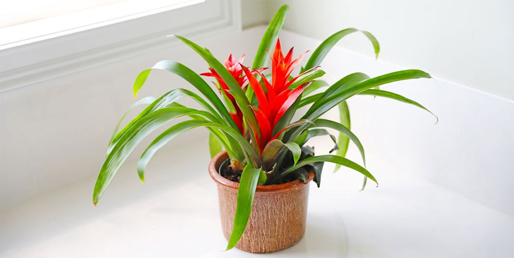 Bromeliad Guzmania