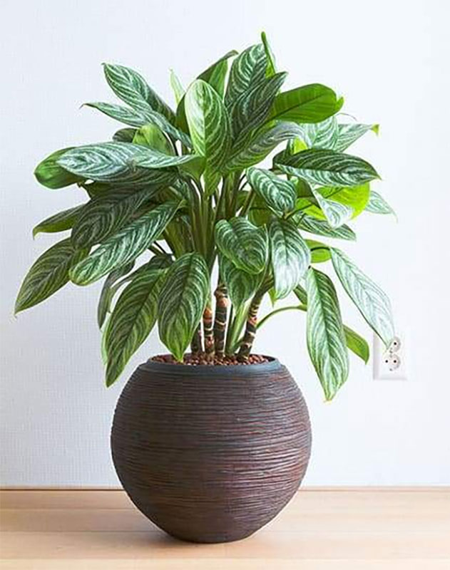 Chinese Evergreen