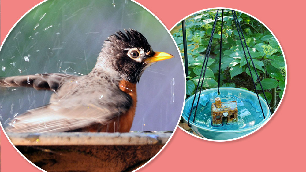 How to Find the Perfect Hanging Bird Bath