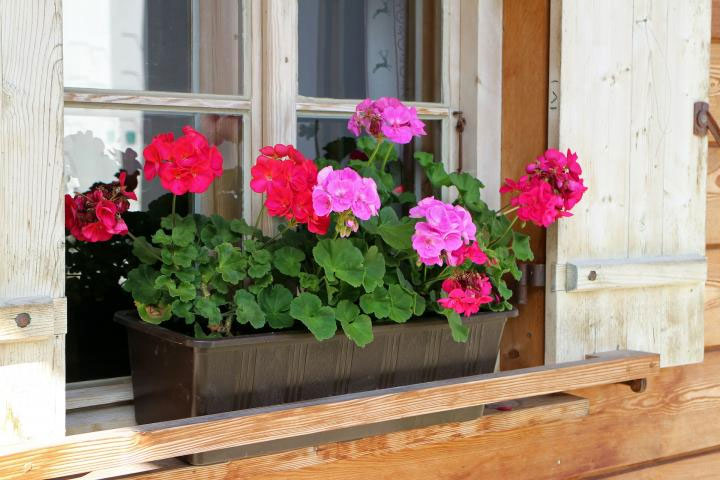 Ideas and Inspiration for Your Window Box Garden Build on the Classics
