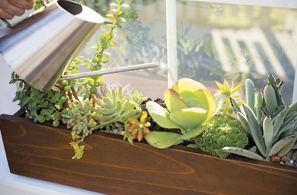 Ideas and Inspiration for Your Window Box Garden Dazzle With Succulents