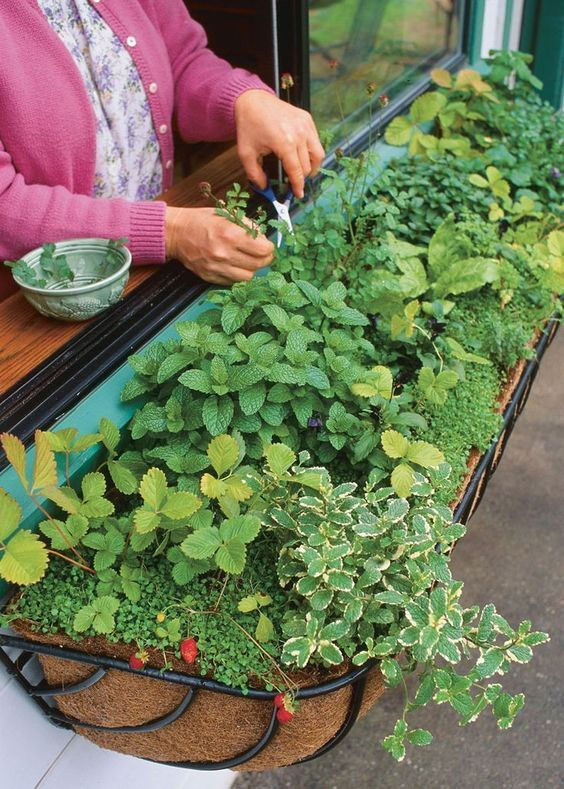 Ideas and Inspiration for Your Window Box Garden Plant an Herb Garden