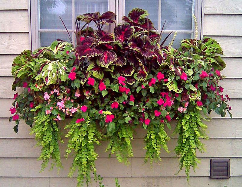 Ideas and Inspiration for Your Window Box Garden Use a Mixture of Plants