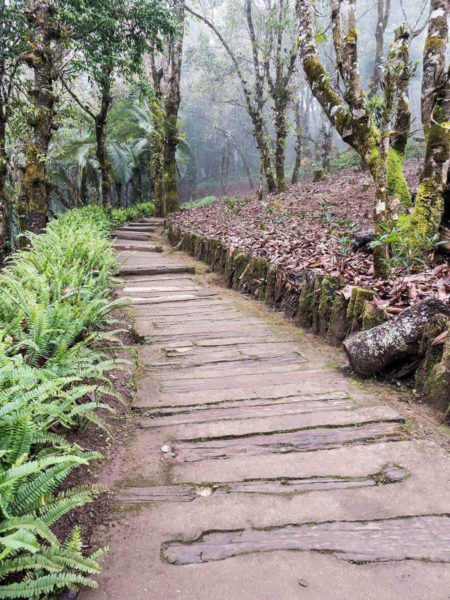 Log Lined Wooden Pathway