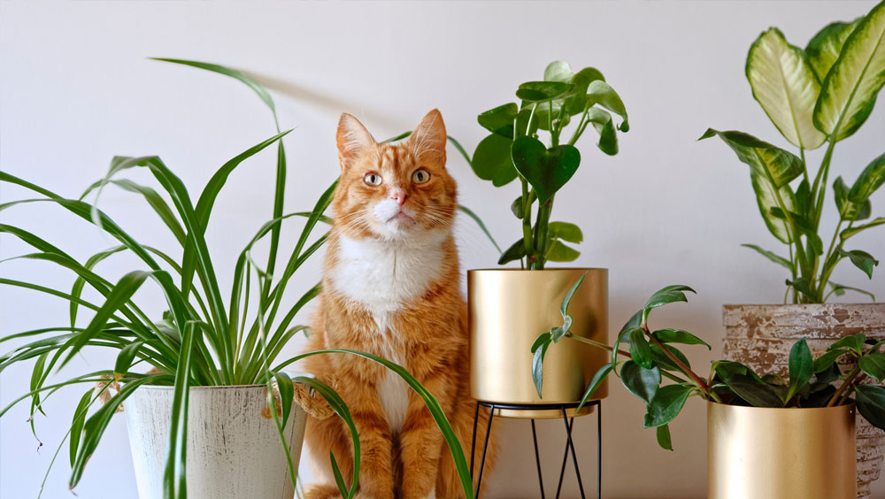 Plants That Are Safe For Cats