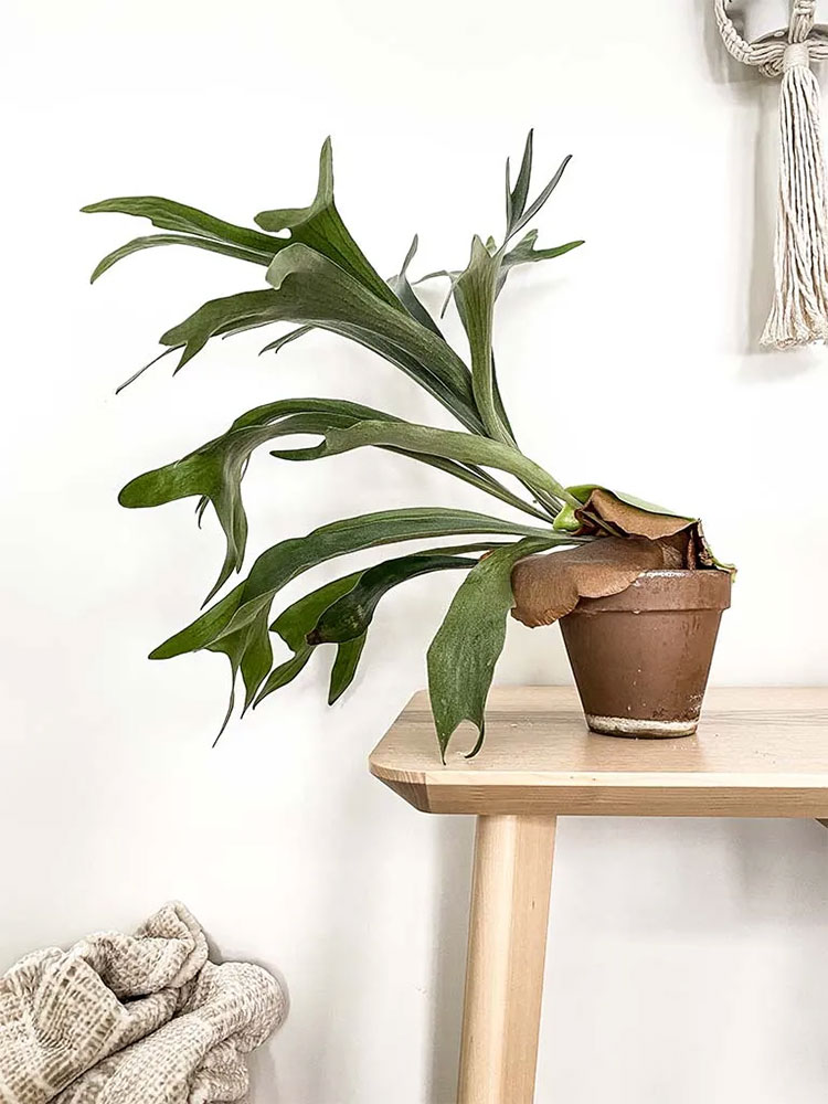 Staghorn Fern
