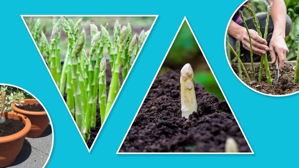 The Best Spot to Plant Asparagus in Your Garden