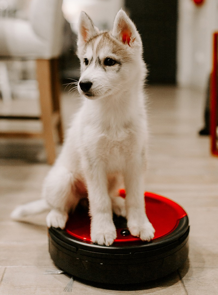 The Dirty Truth Are Robot Vacuums Worth It 2