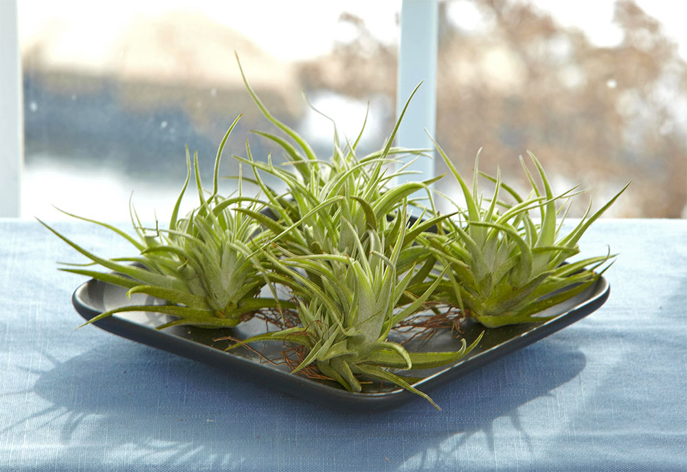 Tillandsai Air Plants