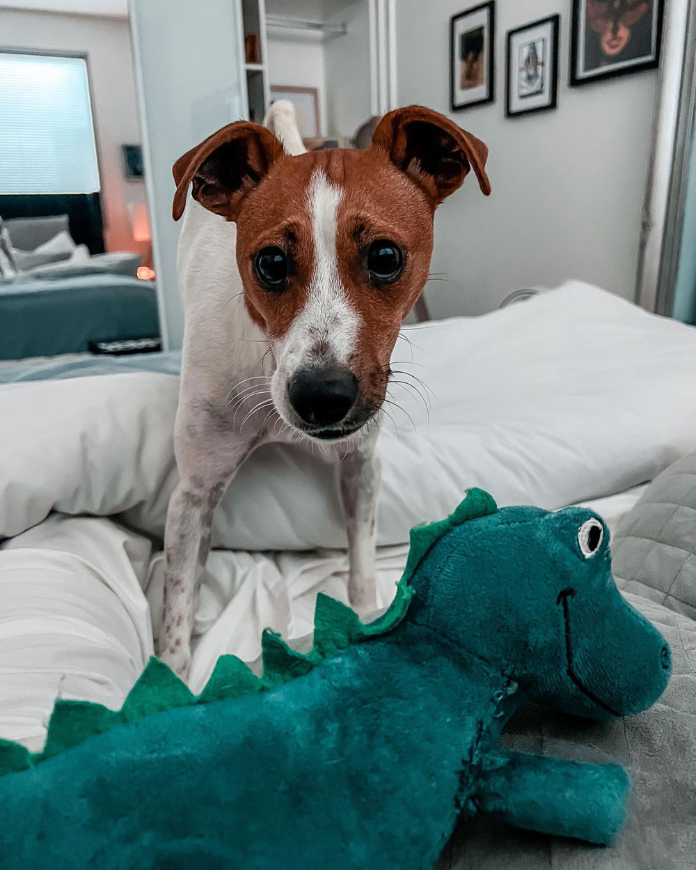 Tips for Keeping Your Mattress Clean Banish Pets to Their Own Beds