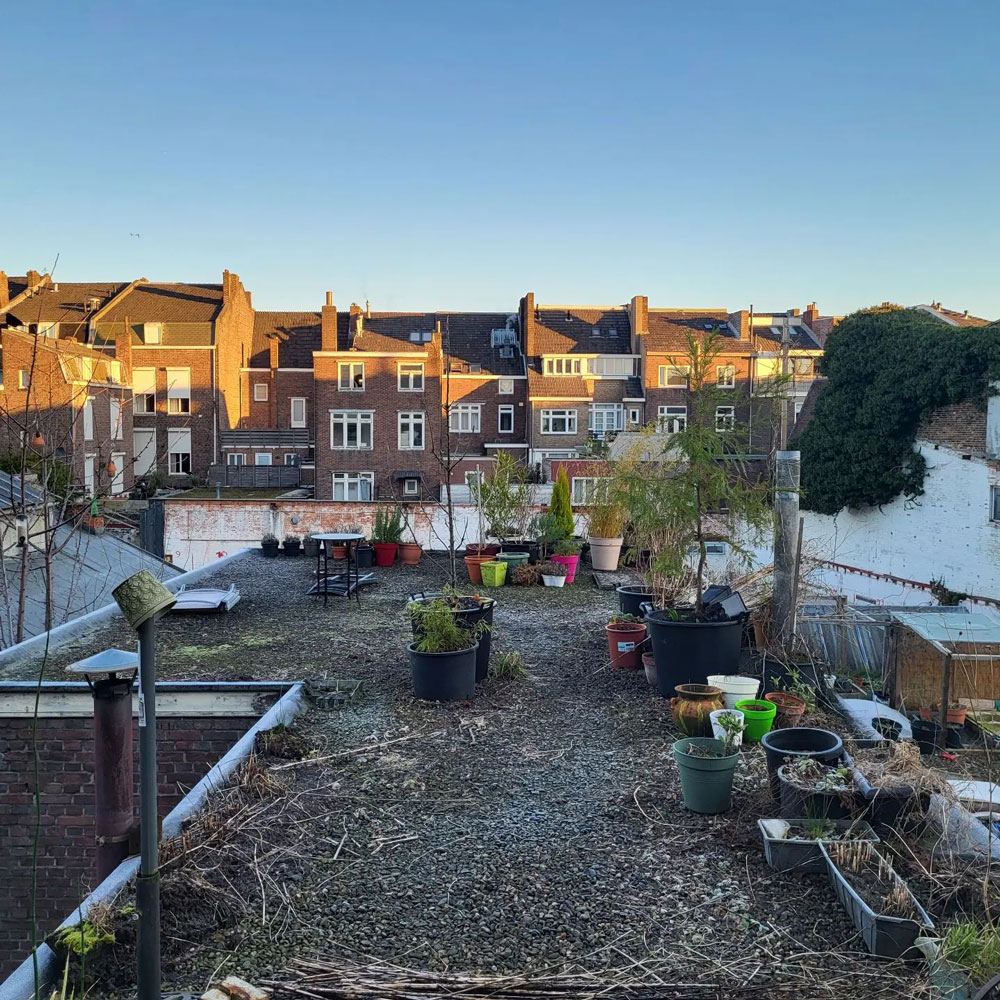 Tips for Thriving Rooftop Gardens First Things First