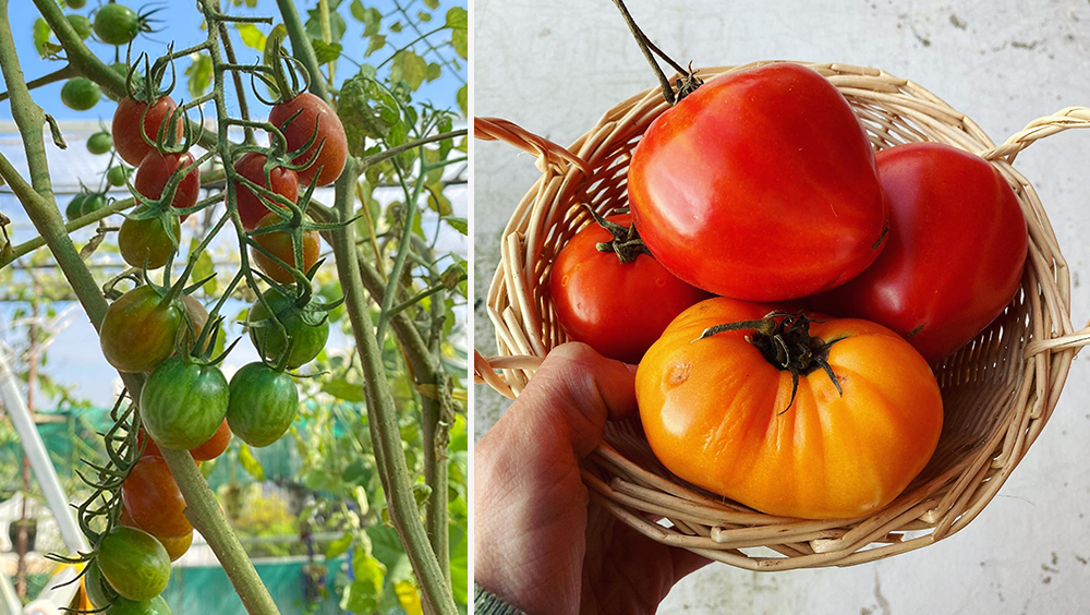 Top 5 Things To Plant In Your Backyard 2