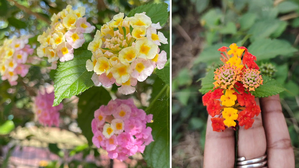 Top 5 Things To Plant In Your Backyard 4