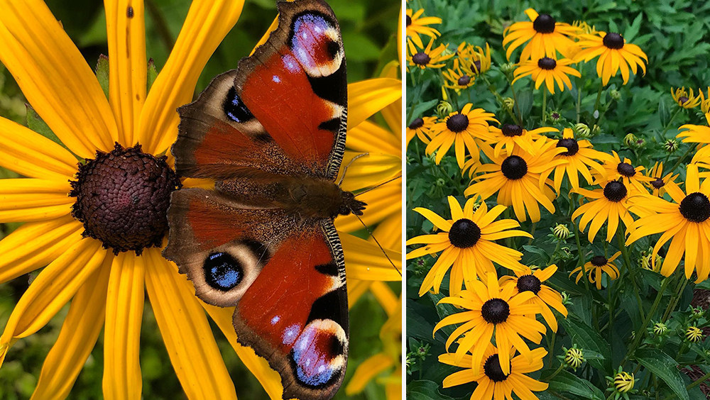 Top 5 Things To Plant In Your Backyard 5