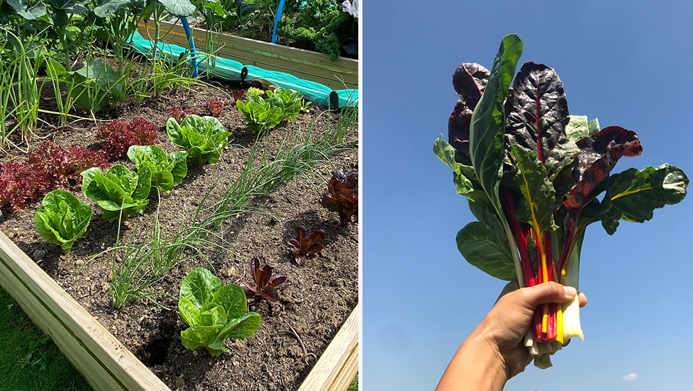 Top 5 Things To Plant In Your Backyard 6