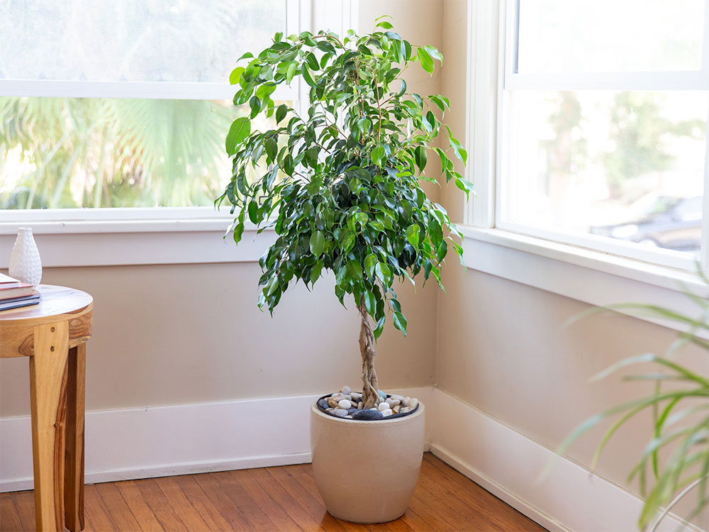 Weeping fig
