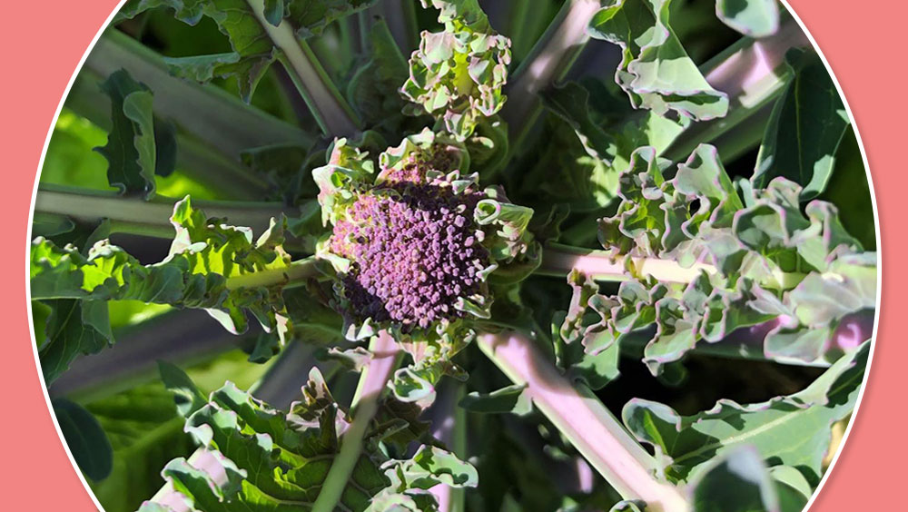 Why Purple Broccoli Is The Perfect Cold Hardy Plant