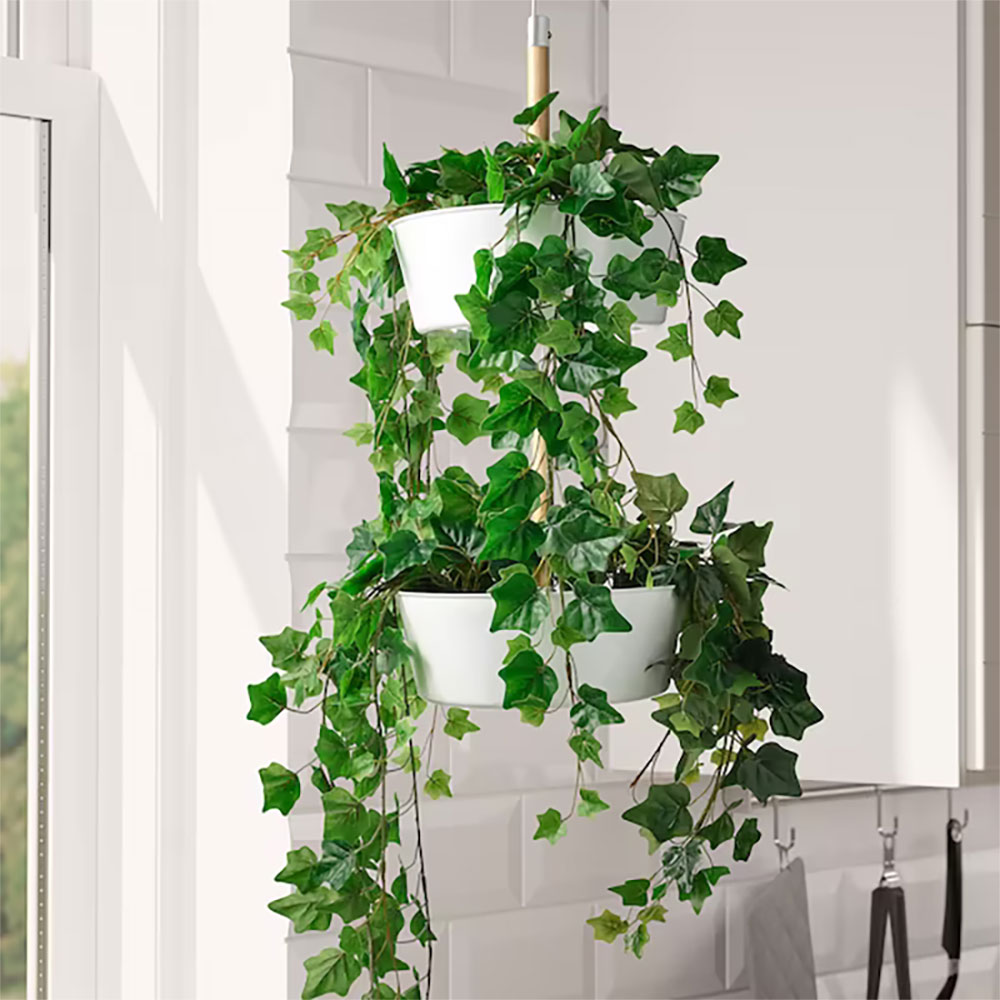 ivy