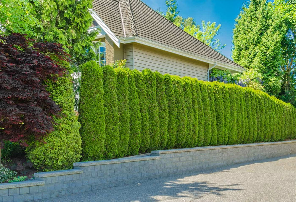 shrubbery