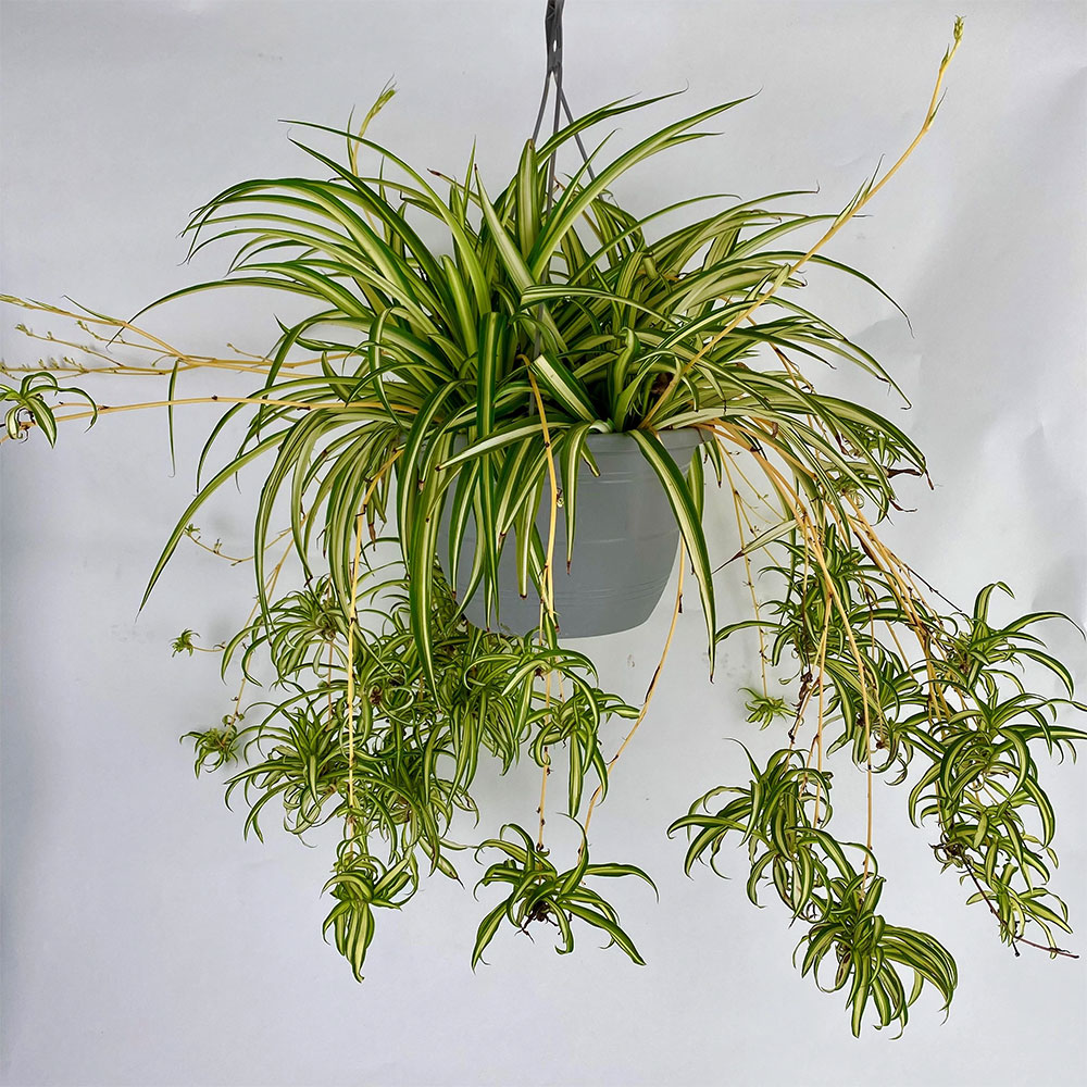 spider plant