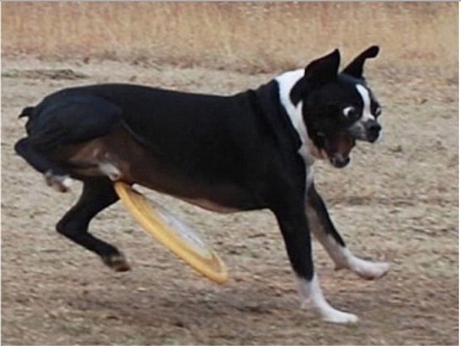 frisby problem