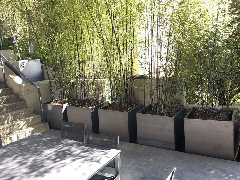 Bamboo in Rectangular Planters