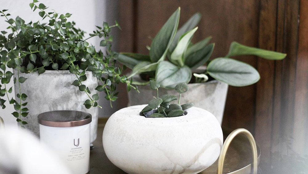 Cheap Houseplants Pots That Look Like A Million Bucks