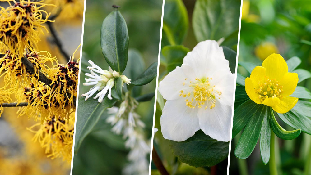 Add This Winter Border for Bees to Your Garden
