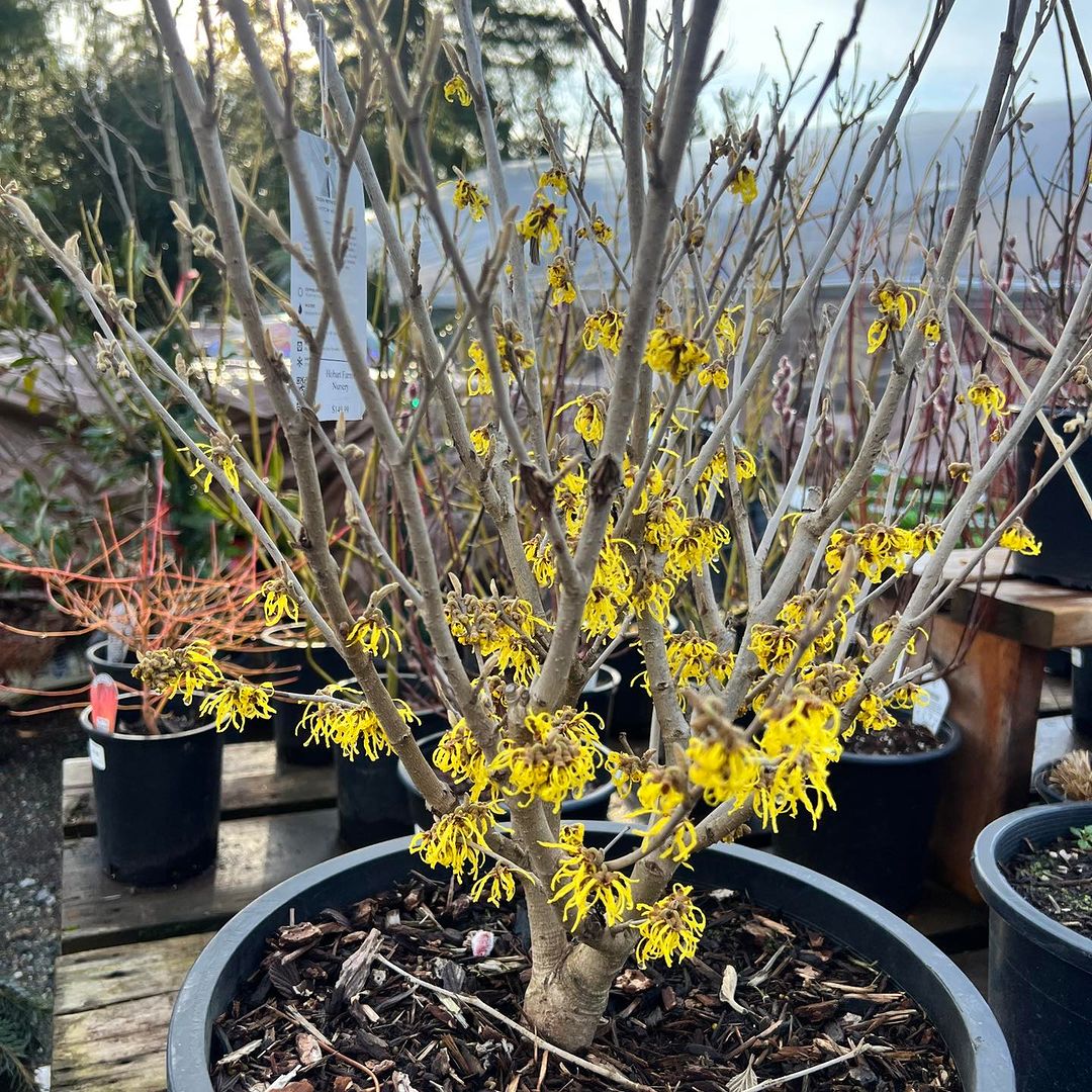 Plant Large Shrubs