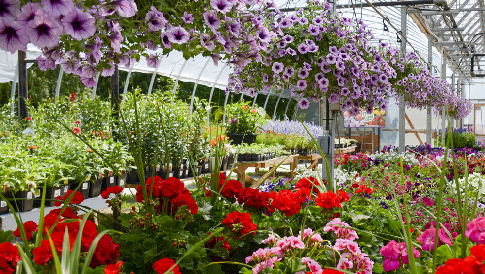 Connect With the Color Wheel for Garden Harmony