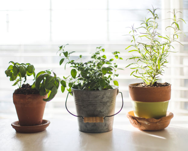 Choosing the Right Herbs for Your Kitchen Herb Garden